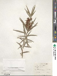 Callistemon viminalis image