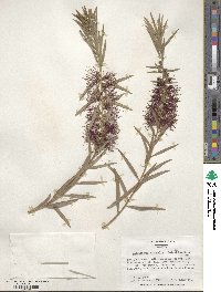 Callistemon viminalis image