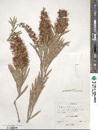 Callistemon viminalis image