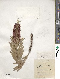 Callistemon viminalis image