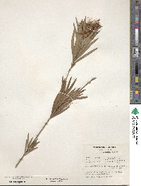 Callistemon viminalis image