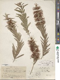 Callistemon viminalis image