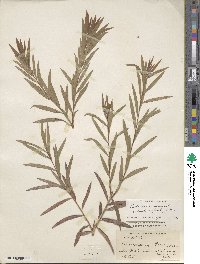 Callistemon viminalis image