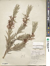 Callistemon viminalis image