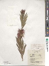 Callistemon viminalis image