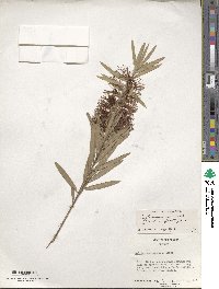 Callistemon viminalis image