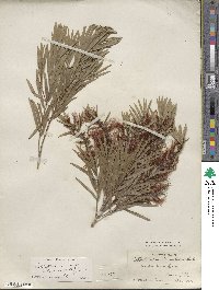 Callistemon viminalis image