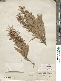 Callistemon viminalis image