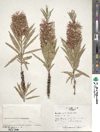 Callistemon viminalis image