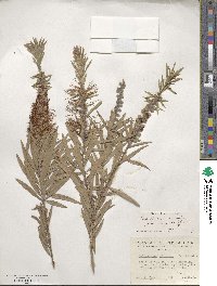 Callistemon viminalis image