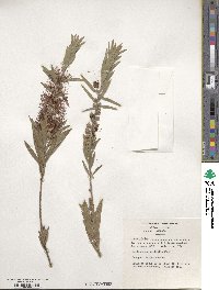 Callistemon viminalis image