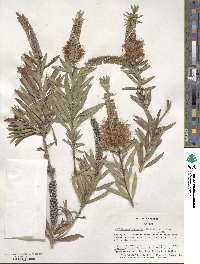 Callistemon viminalis image