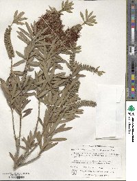 Callistemon viminalis image