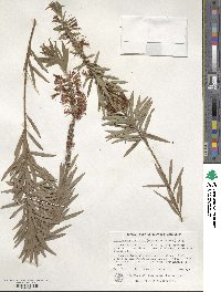 Callistemon viminalis image