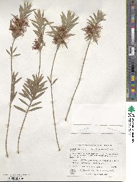 Callistemon viminalis image