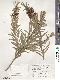 Callistemon viminalis image