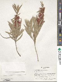 Callistemon viminalis image