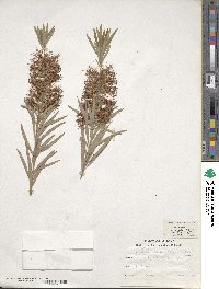 Callistemon viminalis image