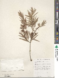 Callistemon viminalis image