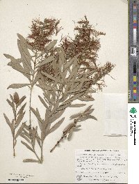 Callistemon viminalis image