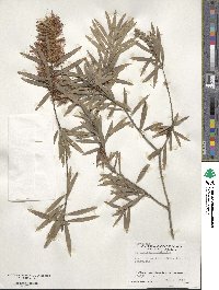 Callistemon viminalis image