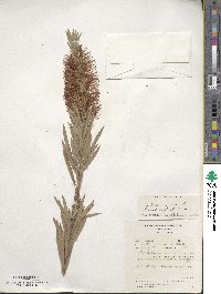 Callistemon viminalis image