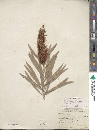 Callistemon viminalis image