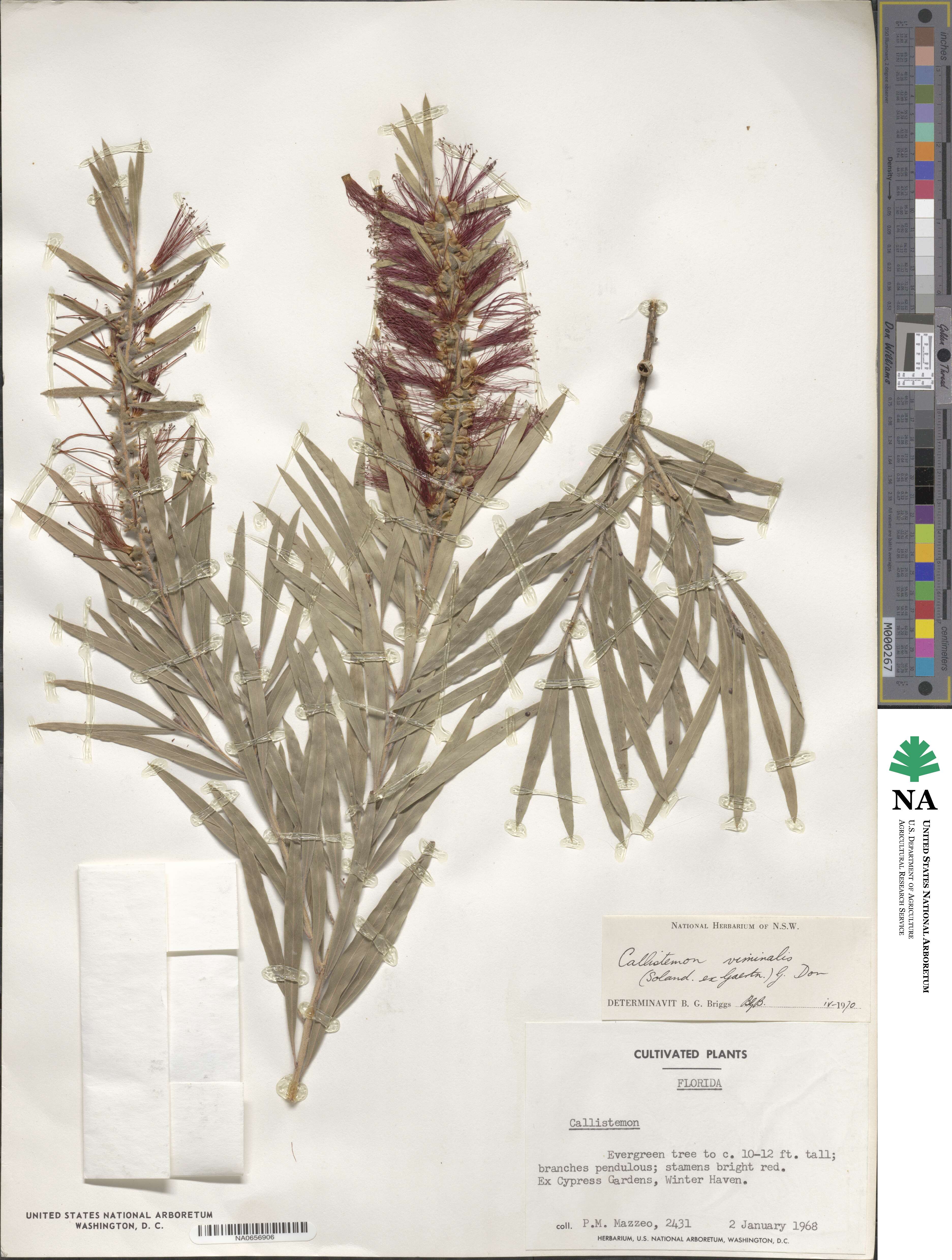 Callistemon viminalis image