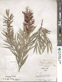 Callistemon viminalis image