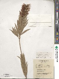 Callistemon viminalis image