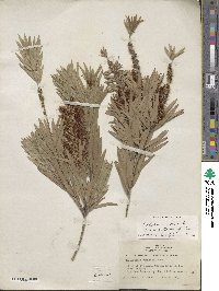 Callistemon viminalis image