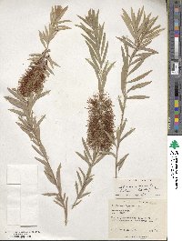 Callistemon viminalis image