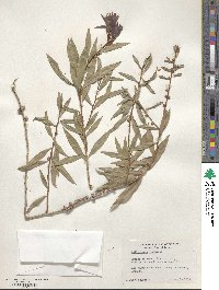 Callistemon viminalis image