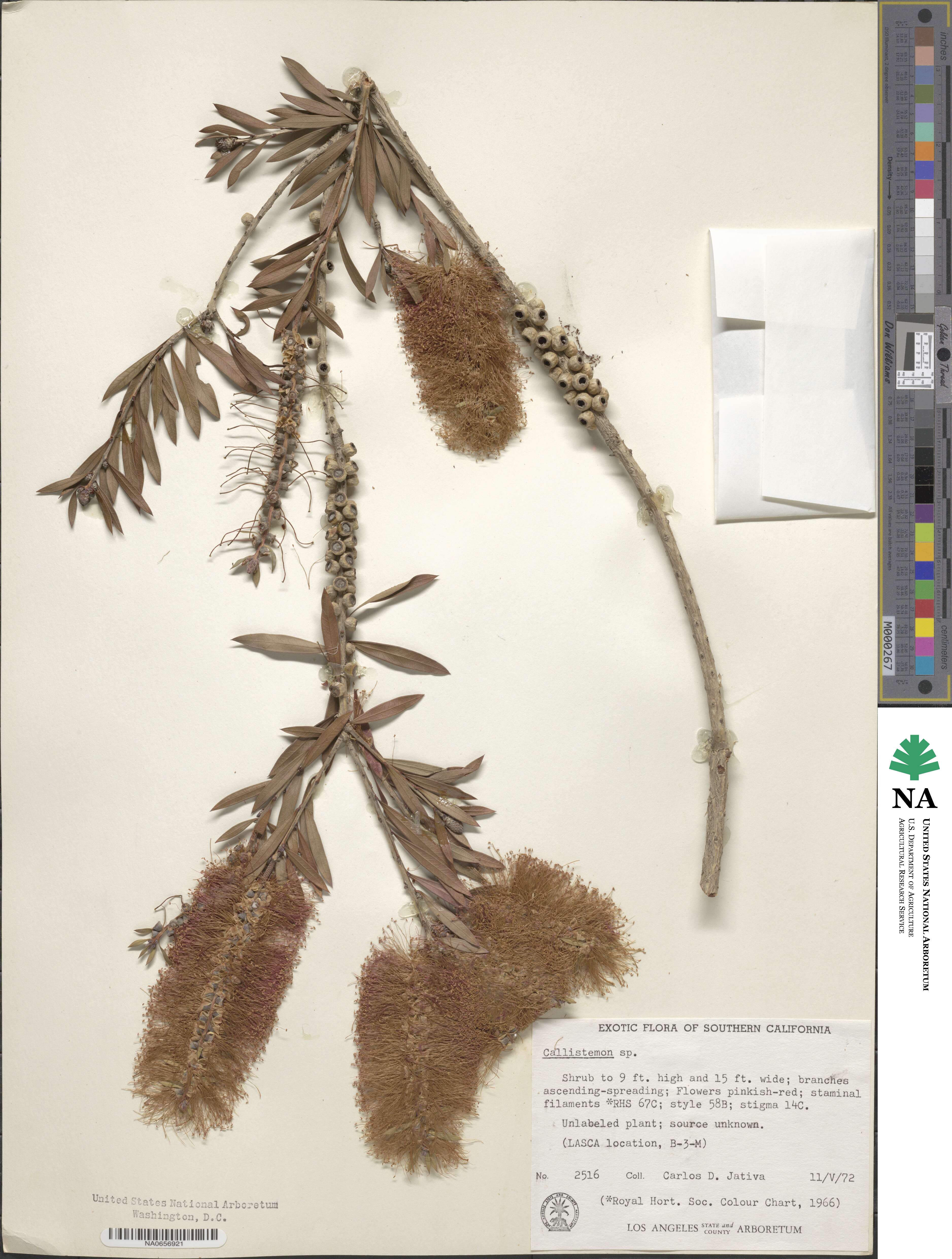 Callistemon image