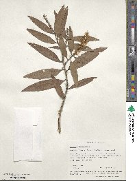 Melaleuca leucadendra image