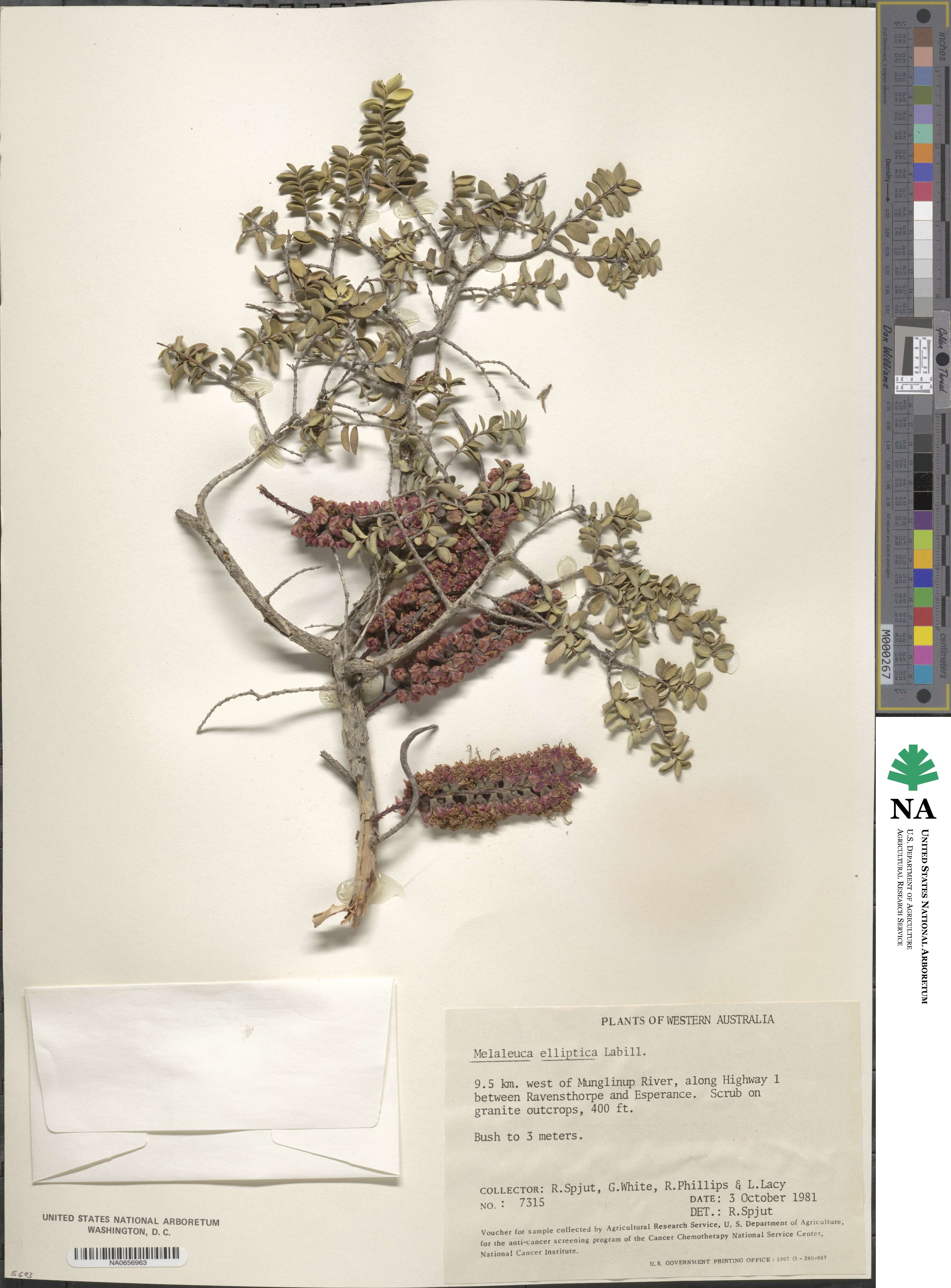 Melaleuca elliptica image