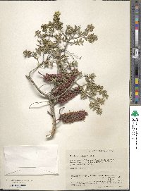 Melaleuca elliptica image