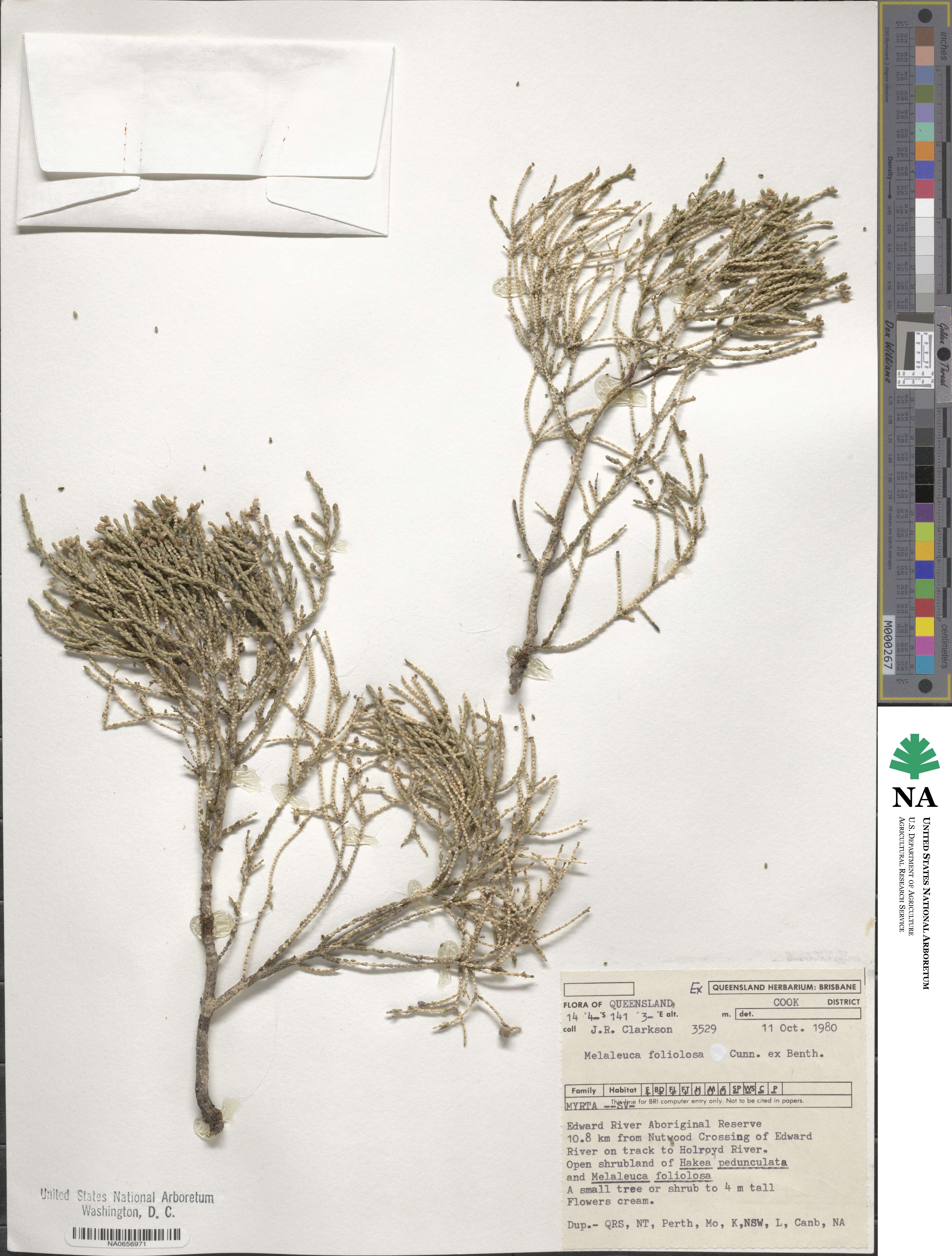 Melaleuca diosmifolia image