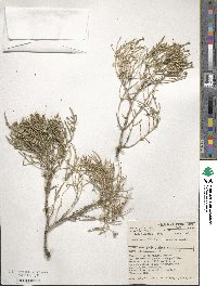 Melaleuca diosmifolia image