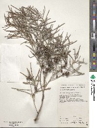 Melaleuca glomerata image