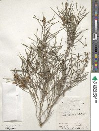 Melaleuca glomerata image