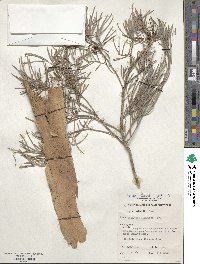 Melaleuca glomerata image