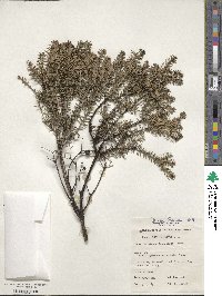 Melaleuca lanceolata image