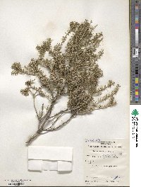 Melaleuca lanceolata image