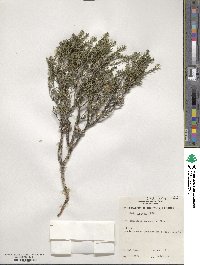 Melaleuca lanceolata image