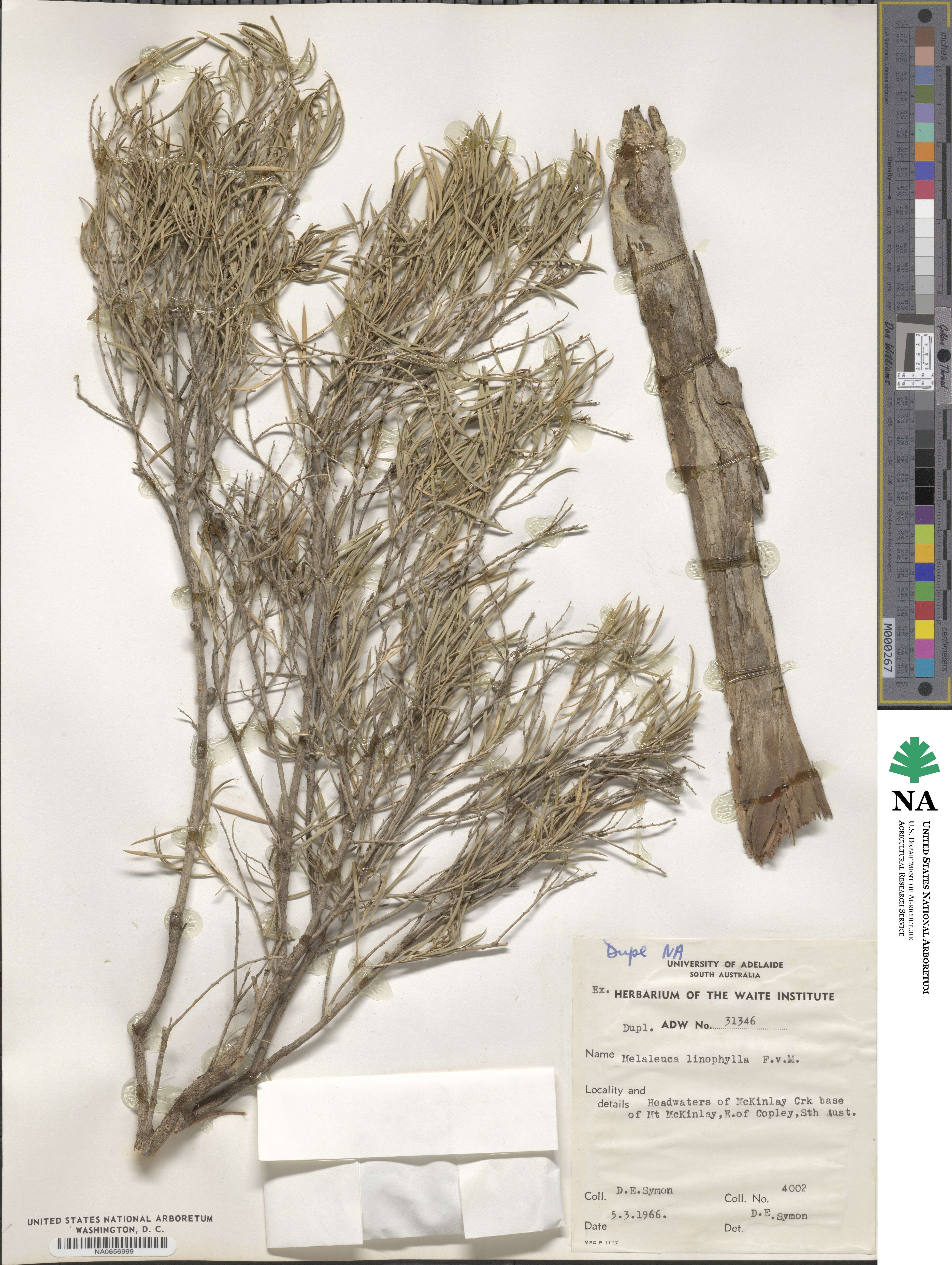 Melaleuca linophylla image