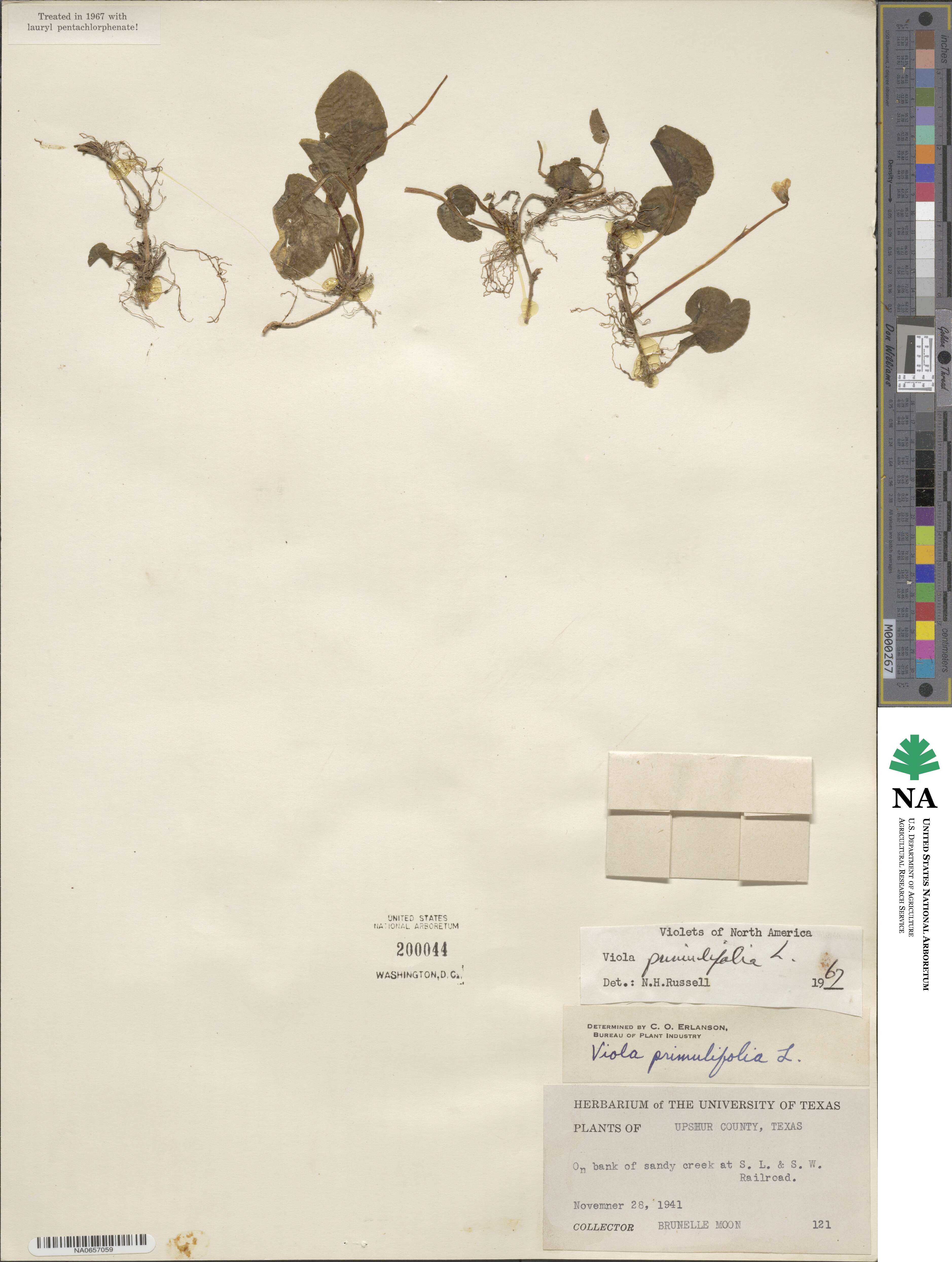 Viola primulifolia image