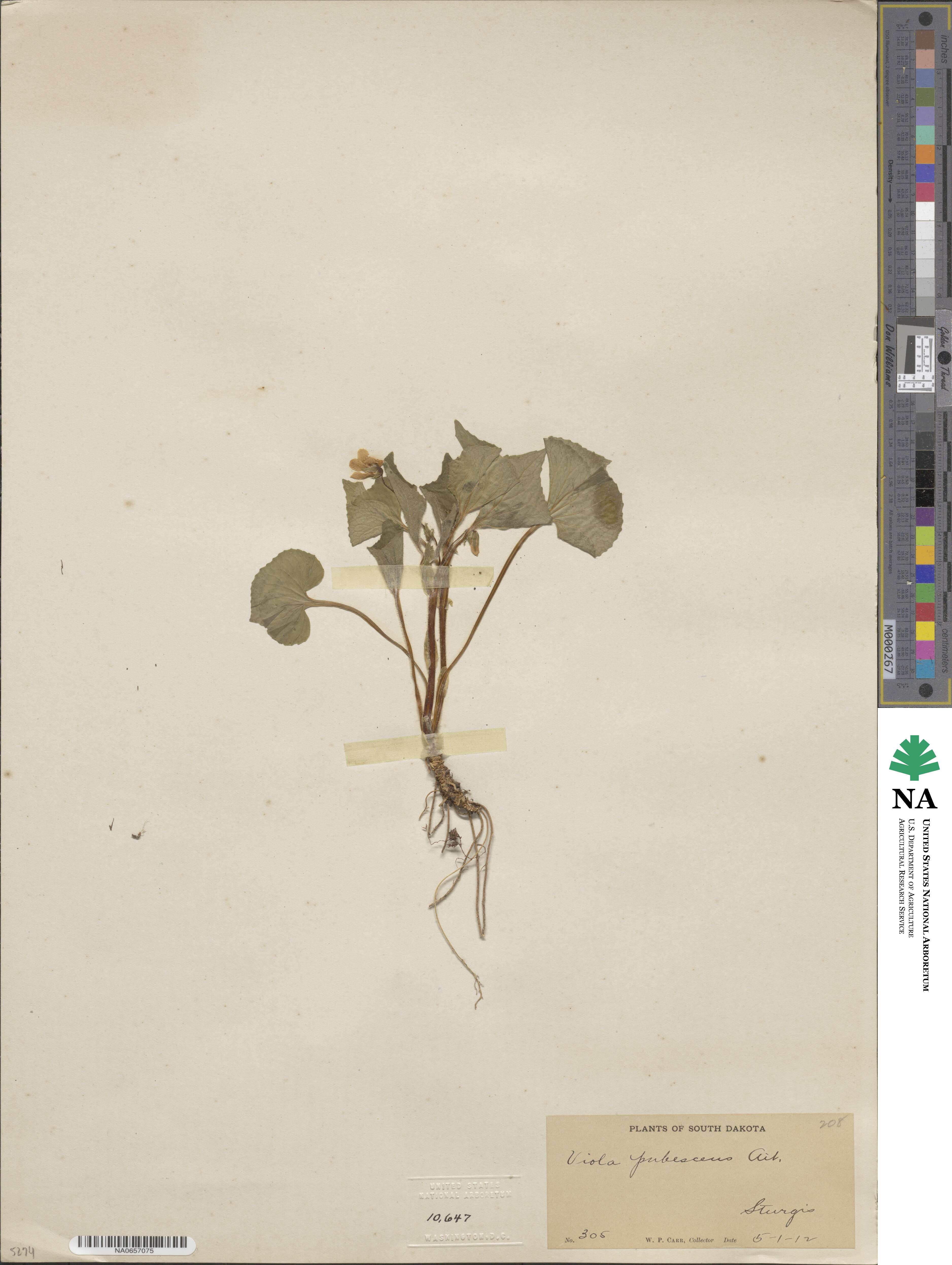 Viola pubescens image