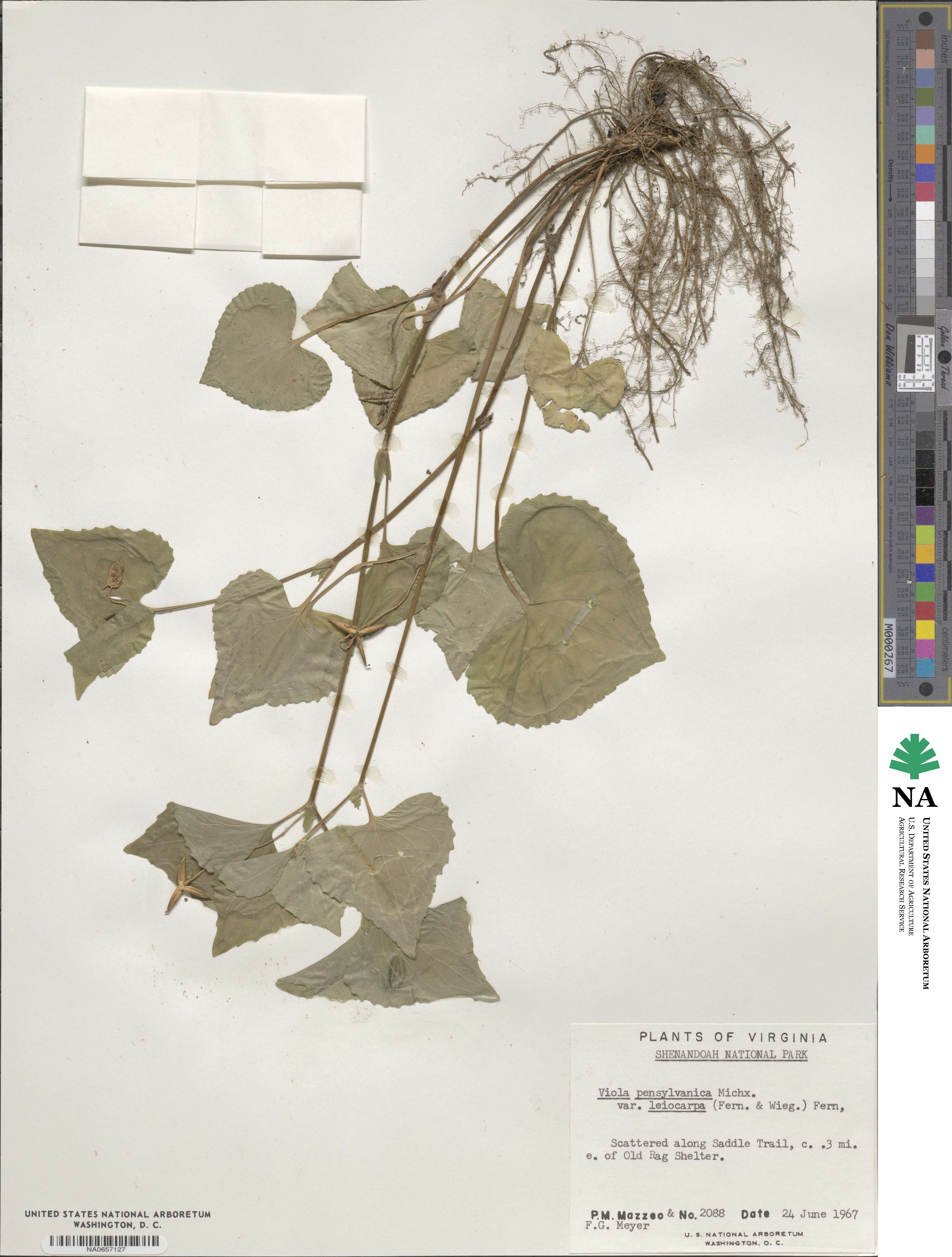 Viola eriocarpa image