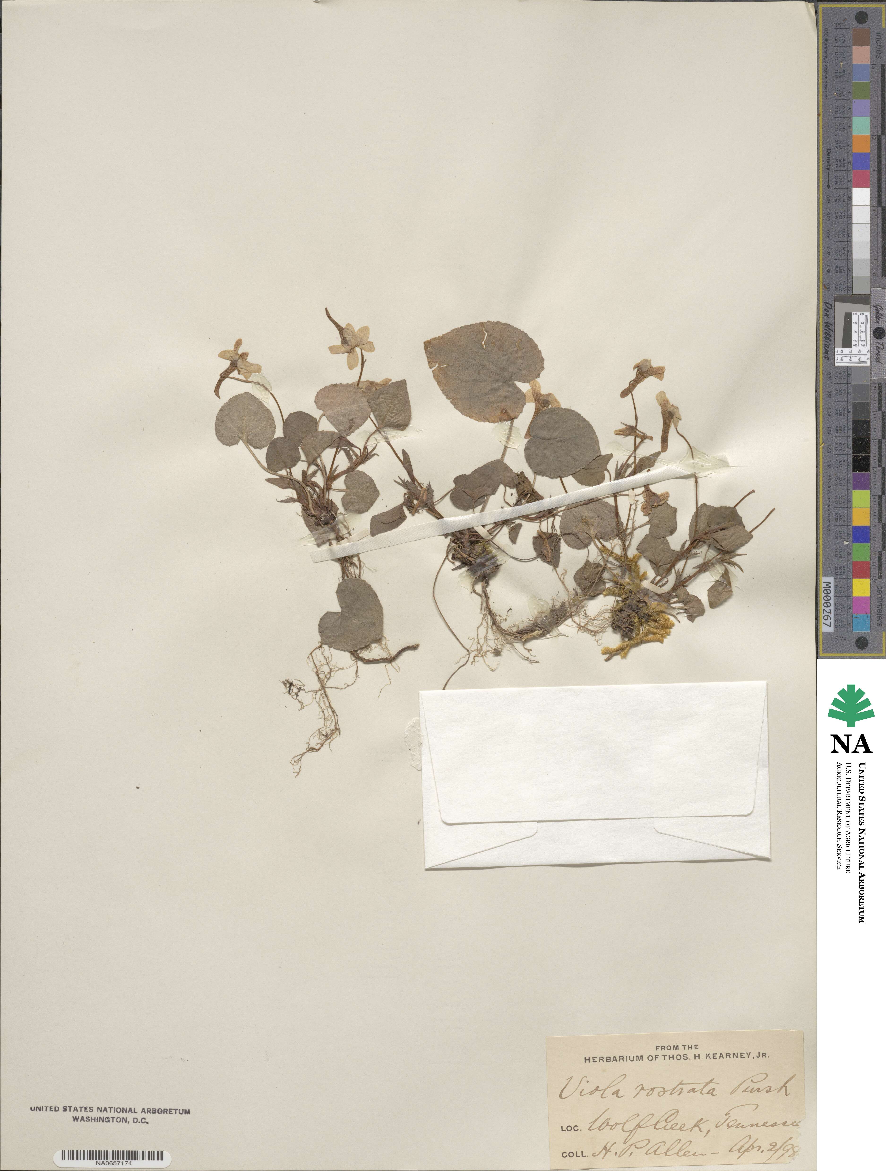 Viola rostrata image